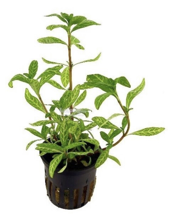 Hygrophila Polysperma "Sunset"
