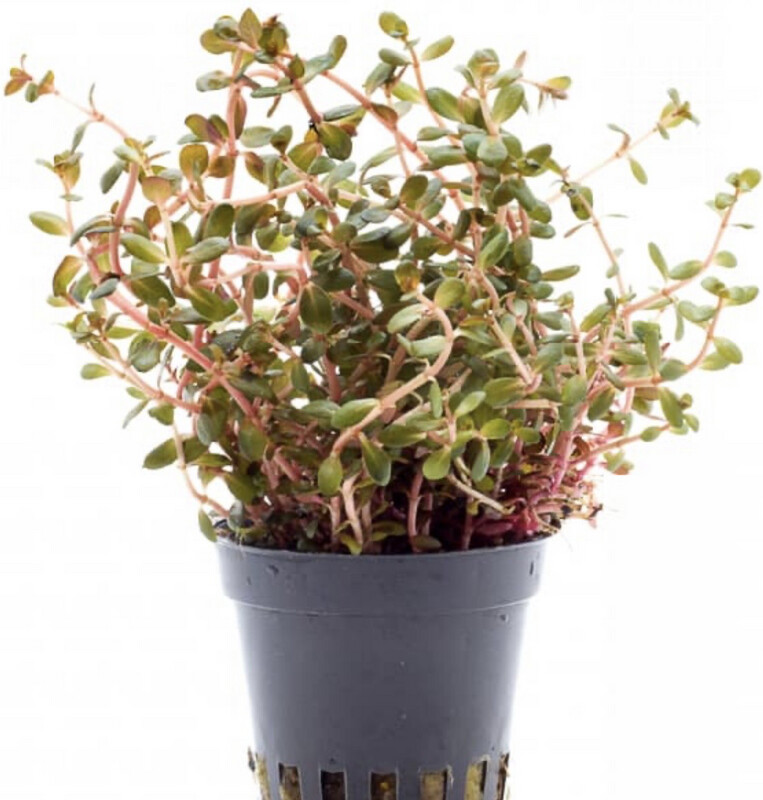 Rotala Yao Yai in vitro