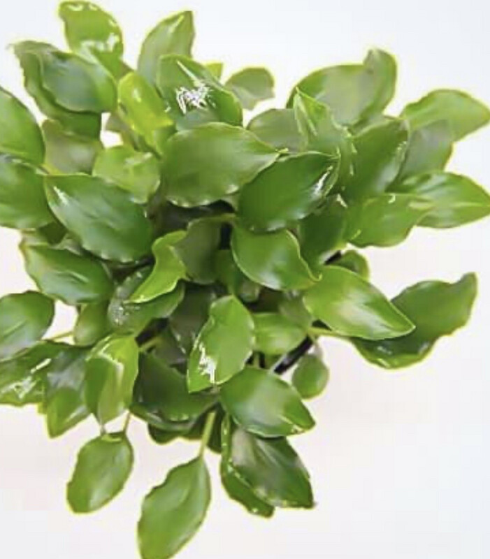 Schimatoglottis prietoi maceta