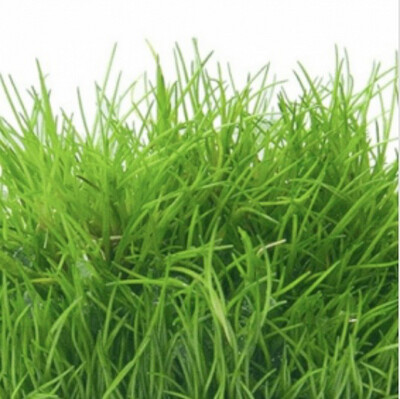 Tapizantes
