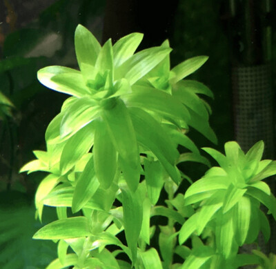 Tonina fluviatilis IN VITRO