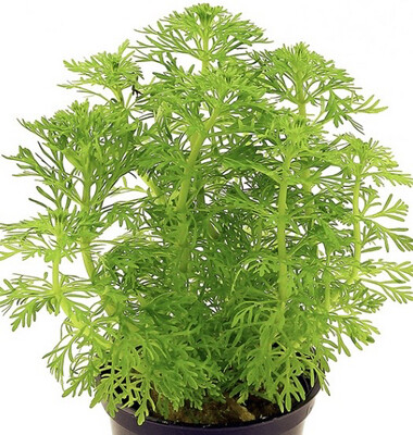 Plantas de tallo