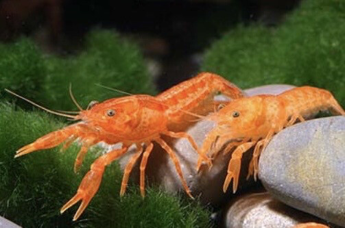Cambarellus Patzcuarensis Naranja | Langosta