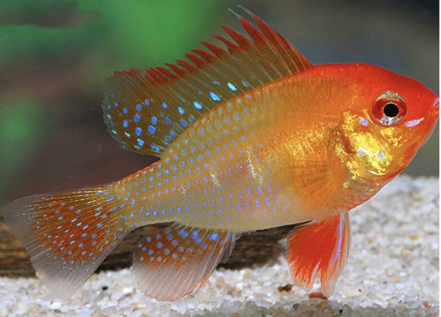 Microgeophagus Ramiretzi red gold 5-6cm