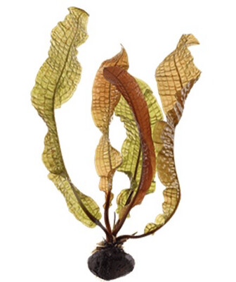 Plantas de bulbo