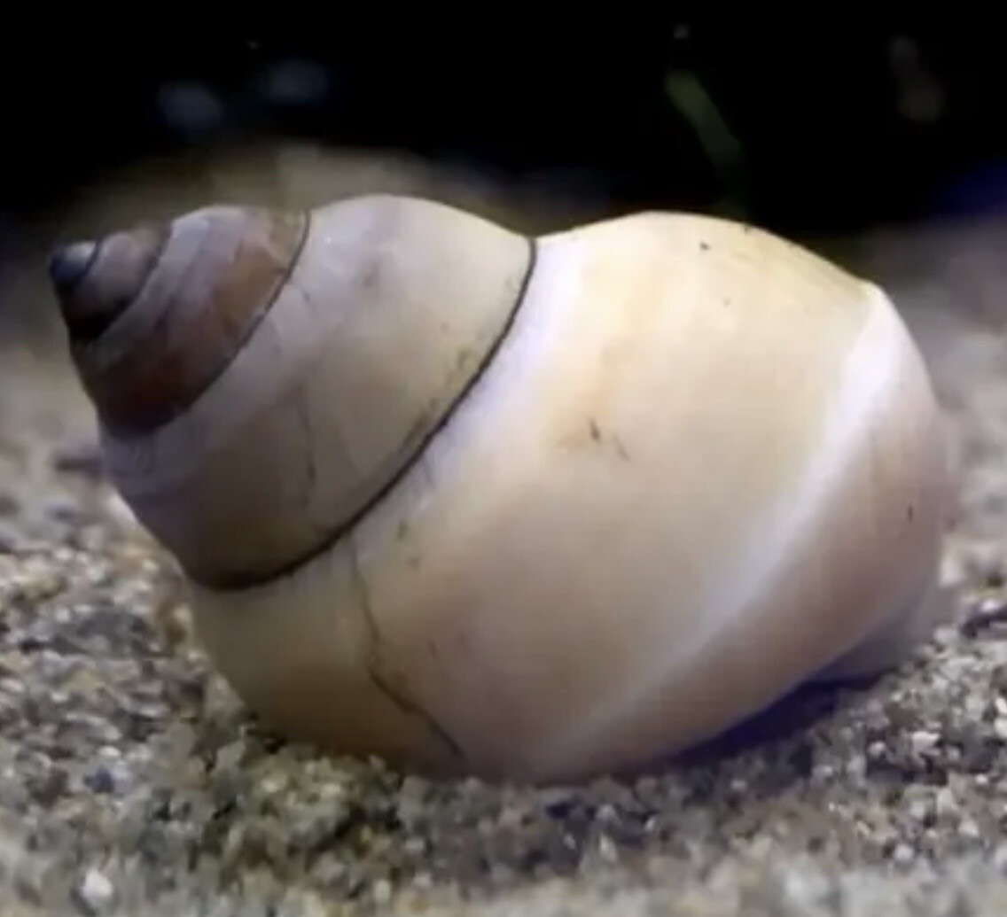 Caracol Mago Blanco | Filopaludina