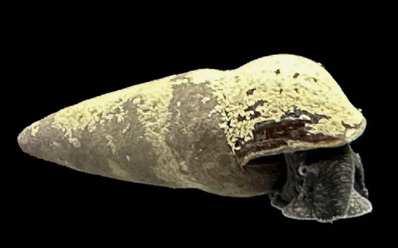 Caracol Conejo Chocolate | Tylomelania