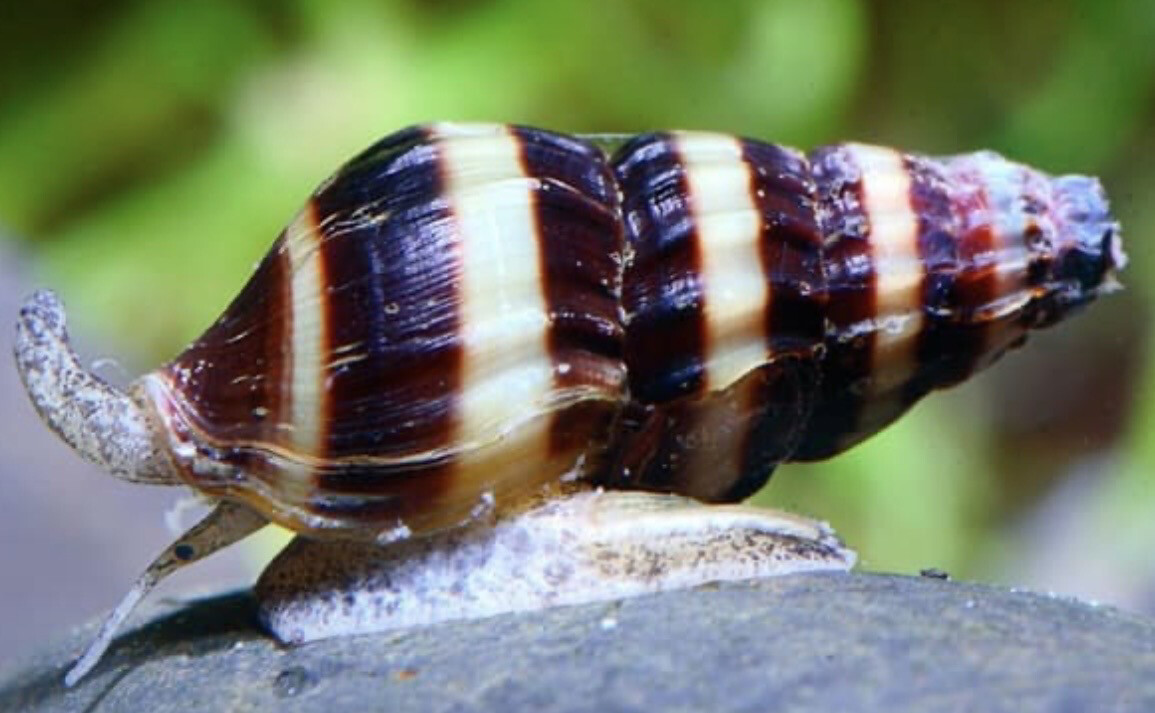 Caracol Anentome helena | come caracoles
