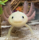 Ambystoma Mexicanum Ajolote albino