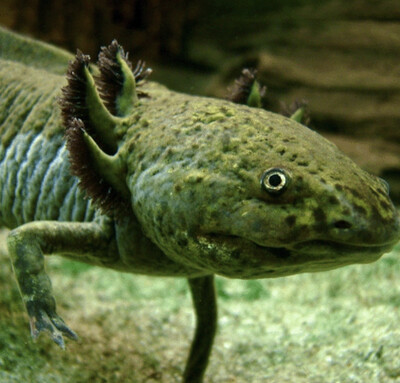 Ambystoma Mexicanum Ajolote Verde