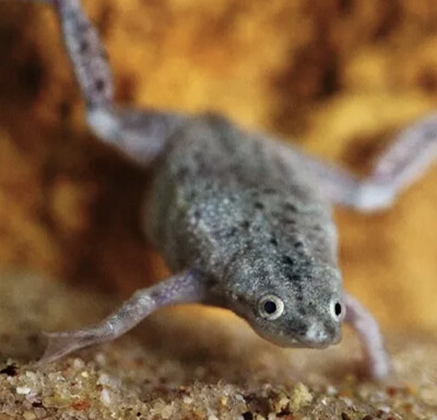 Rana Hymenochirus spp