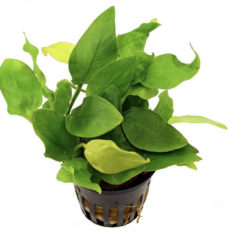 Anubias Barteri var. Nana Gold