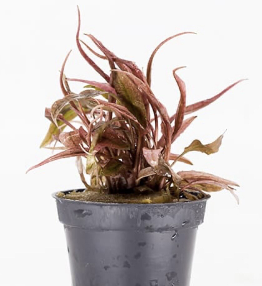 Cryptocoryne Spec Flamingo in vitro