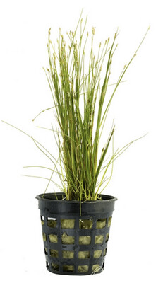 Eleocharis Acicularis maceta