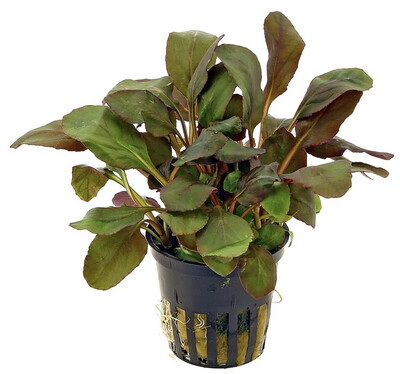 Lobelia Cardinalis Mini Maceta