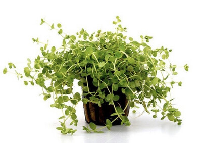 MICRANTHEMUM UMBROSUM