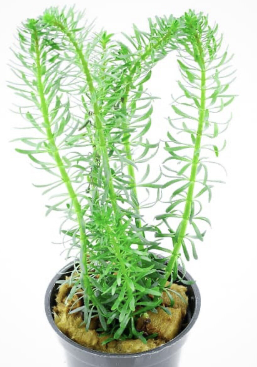 Rotala sp Vietnam