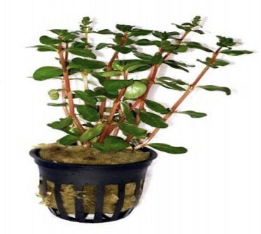 Rotala h’ra