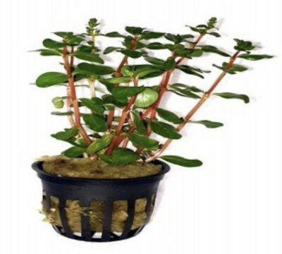 Rotala h’ra