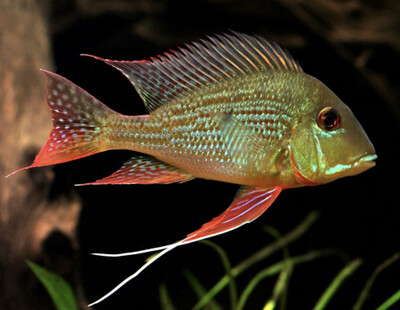 GEOPHAGUS SURINAMENSIS 10-12CM
