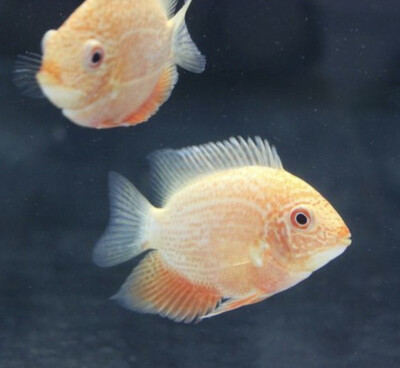 Heros severus - Cichlasoma Severum Oro puntos rojos 8-9cm aprox