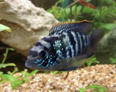 Aequidens pulcher (acara azul)