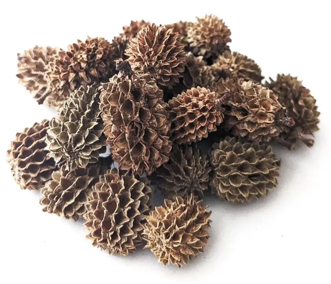 Piña de casuarina 50gr (25-30unid aprox)