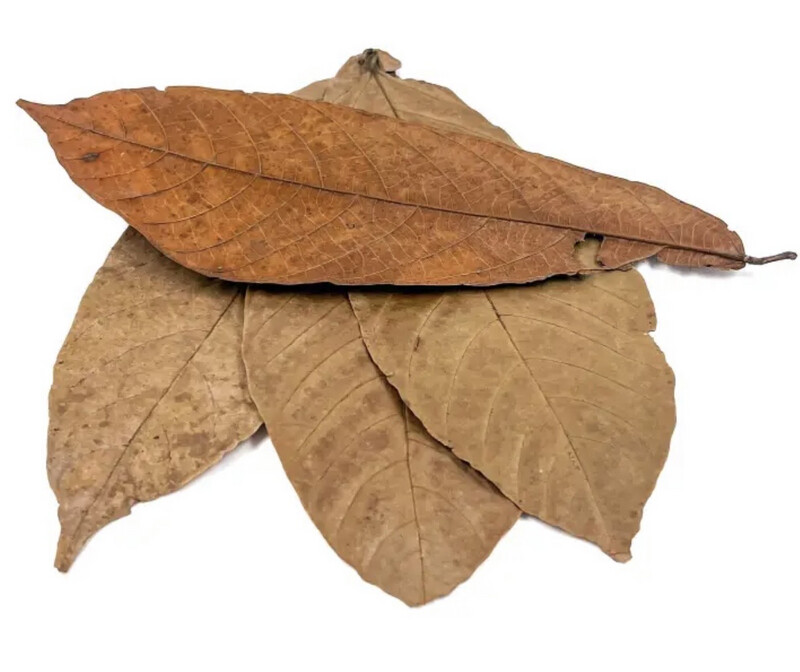 Hoja Cacao – Pack 5