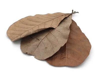 Hoja Cashew – Pack 10