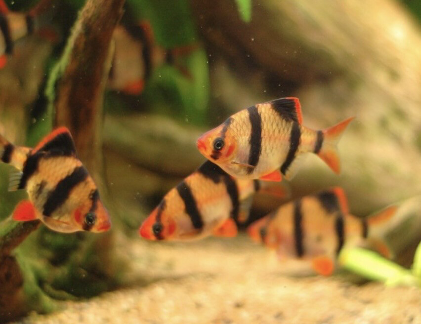 BARBO TETRAZONA 4CM