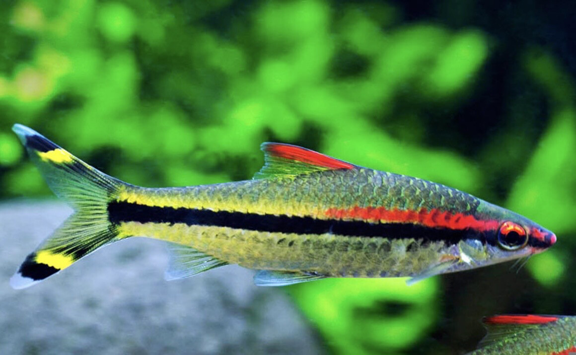 Sahyadria (Puntius) denisonii