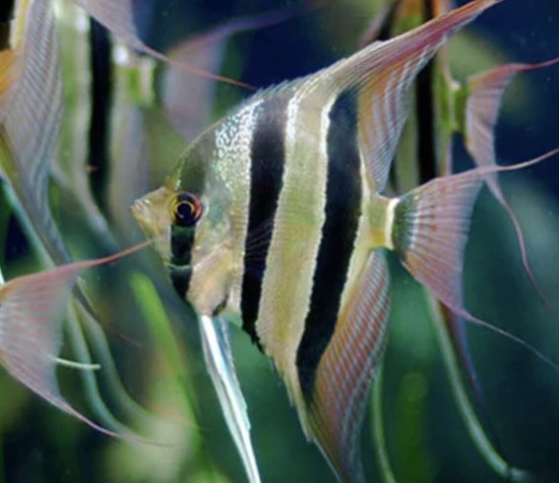 Pterophyllum altum Orinoco 20-25cm de alto