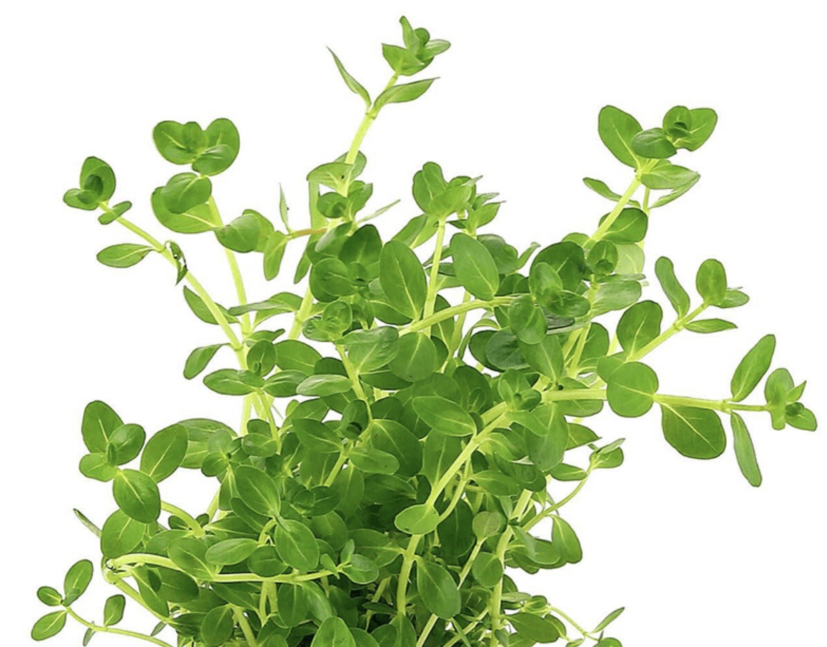 Rotala Rotundifolia Green Maceta