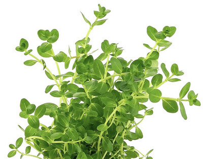 Rotala Rotundifolia Green Maceta