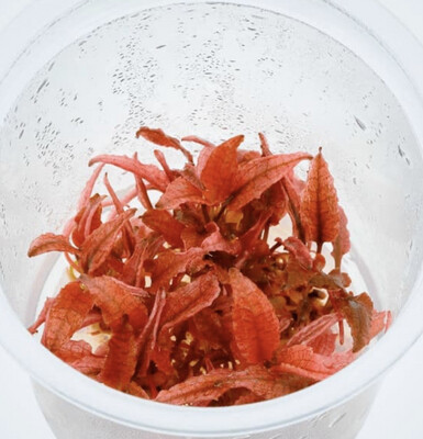Cryptocorine pink panther in vitro