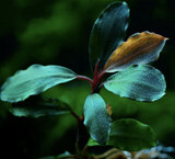 Bucephalandra Blue Green