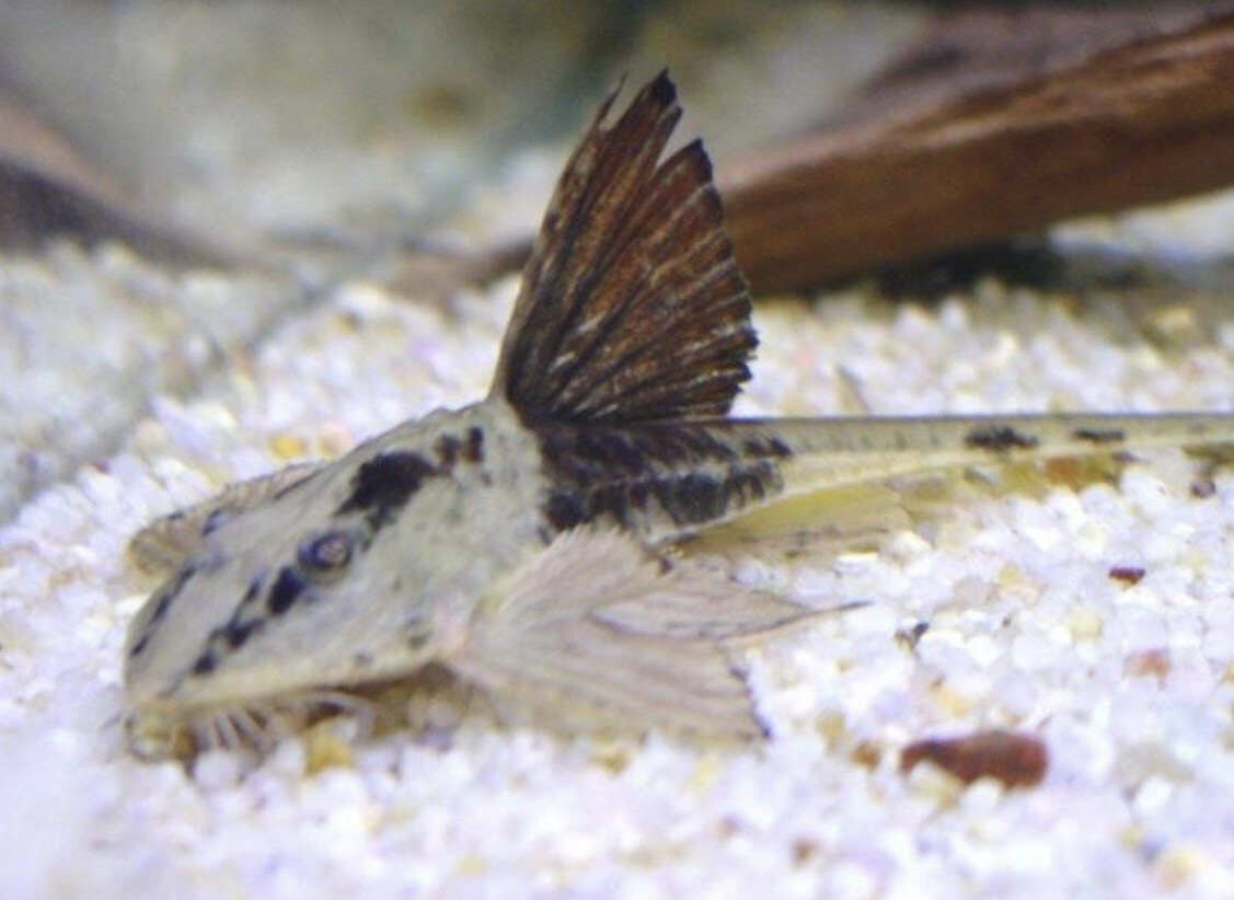 Loricarido río atabapo +10 cm