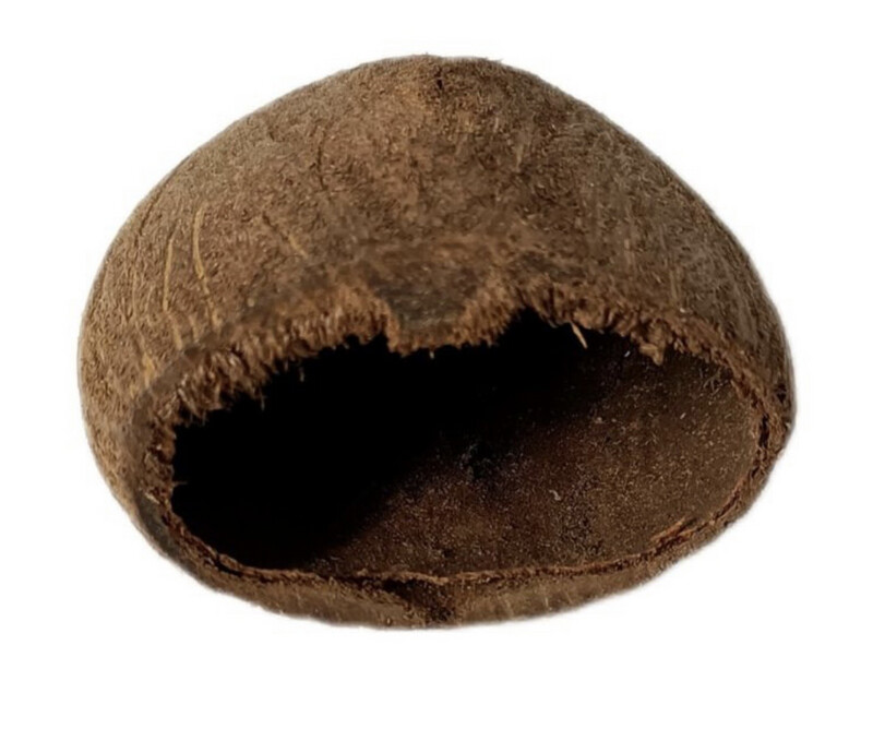 Cáscara de toddy palm (1 unidad)