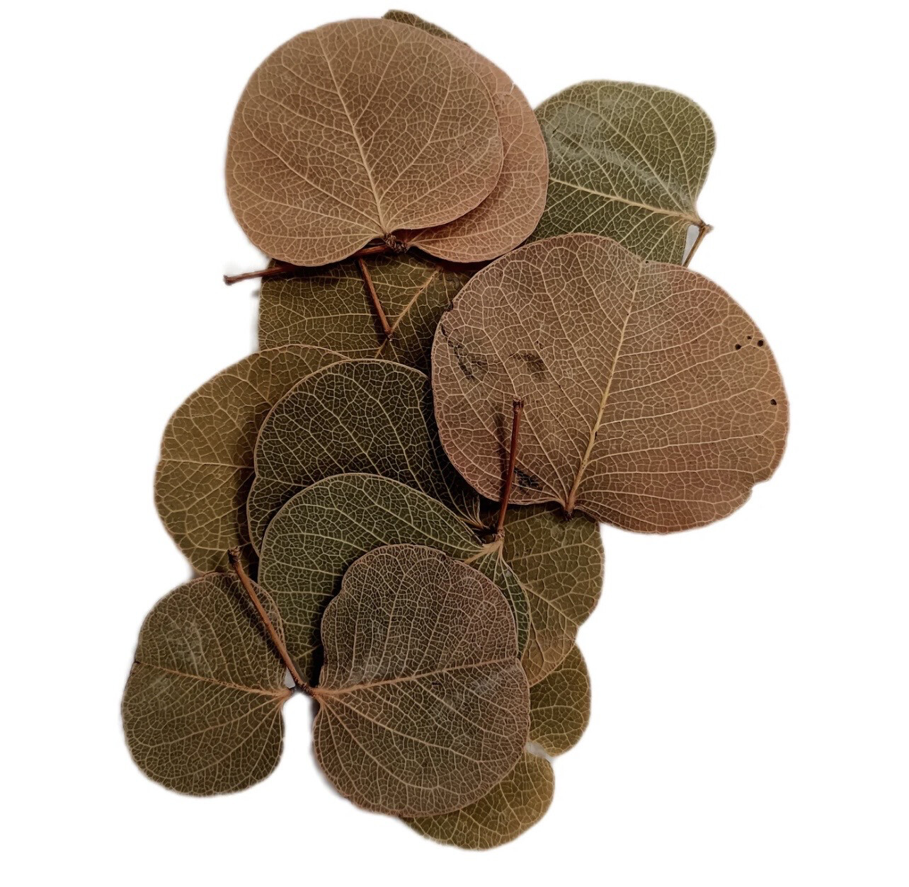 MONETA LEAF PACK DE 50 a 60 HOJAS