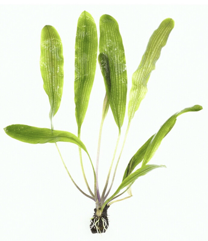 Aponogeton Madagascariensis
