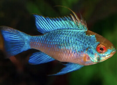 Ramiretzi azul eléctrico 