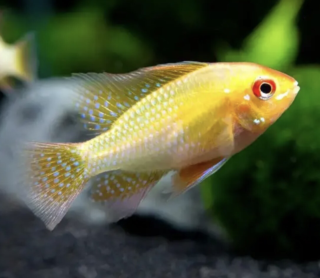 Ramiretzi Gold