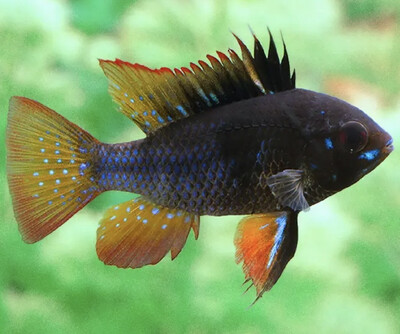 Ramiretzi Black Carbon