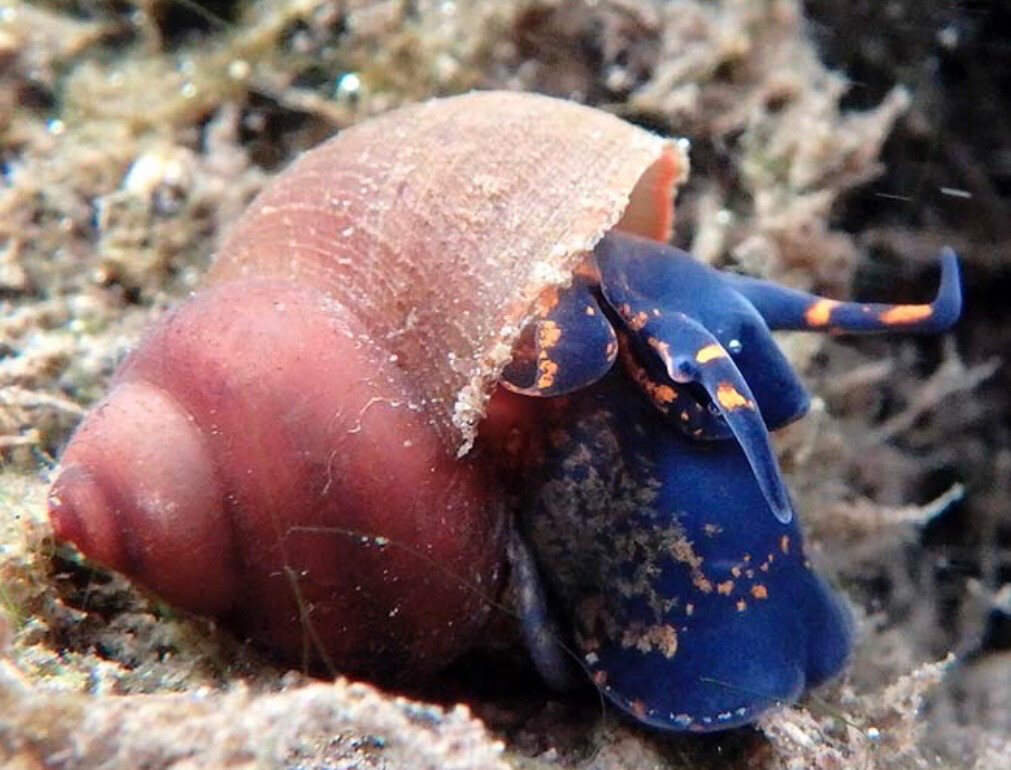 Caracol Blue Berry | Viviparus sp.