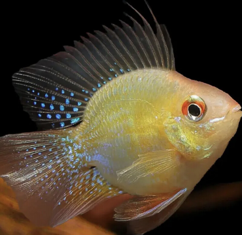 Ramiretzi Alemán Balón Oro