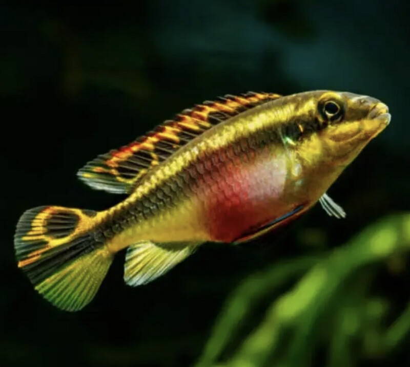 Pelvicachromis Pulcher Kribensis