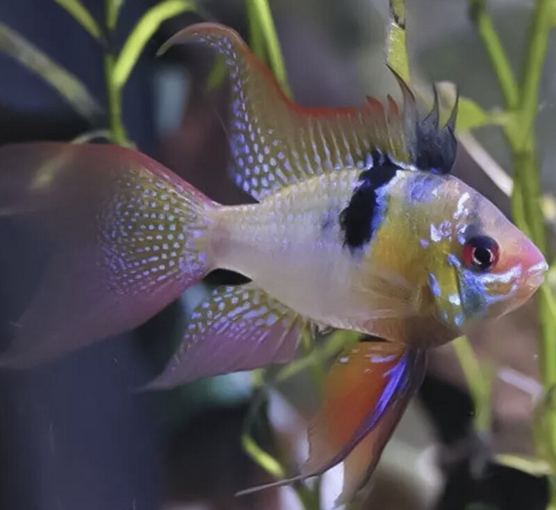 Ramiretzi Azul Velo