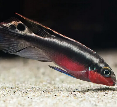 Pelvicachromis Pulcher Kribensis Super Rojo