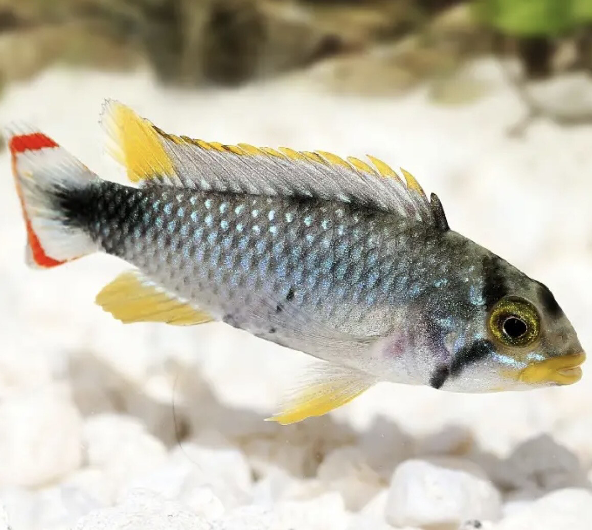 Apistograma Panduro