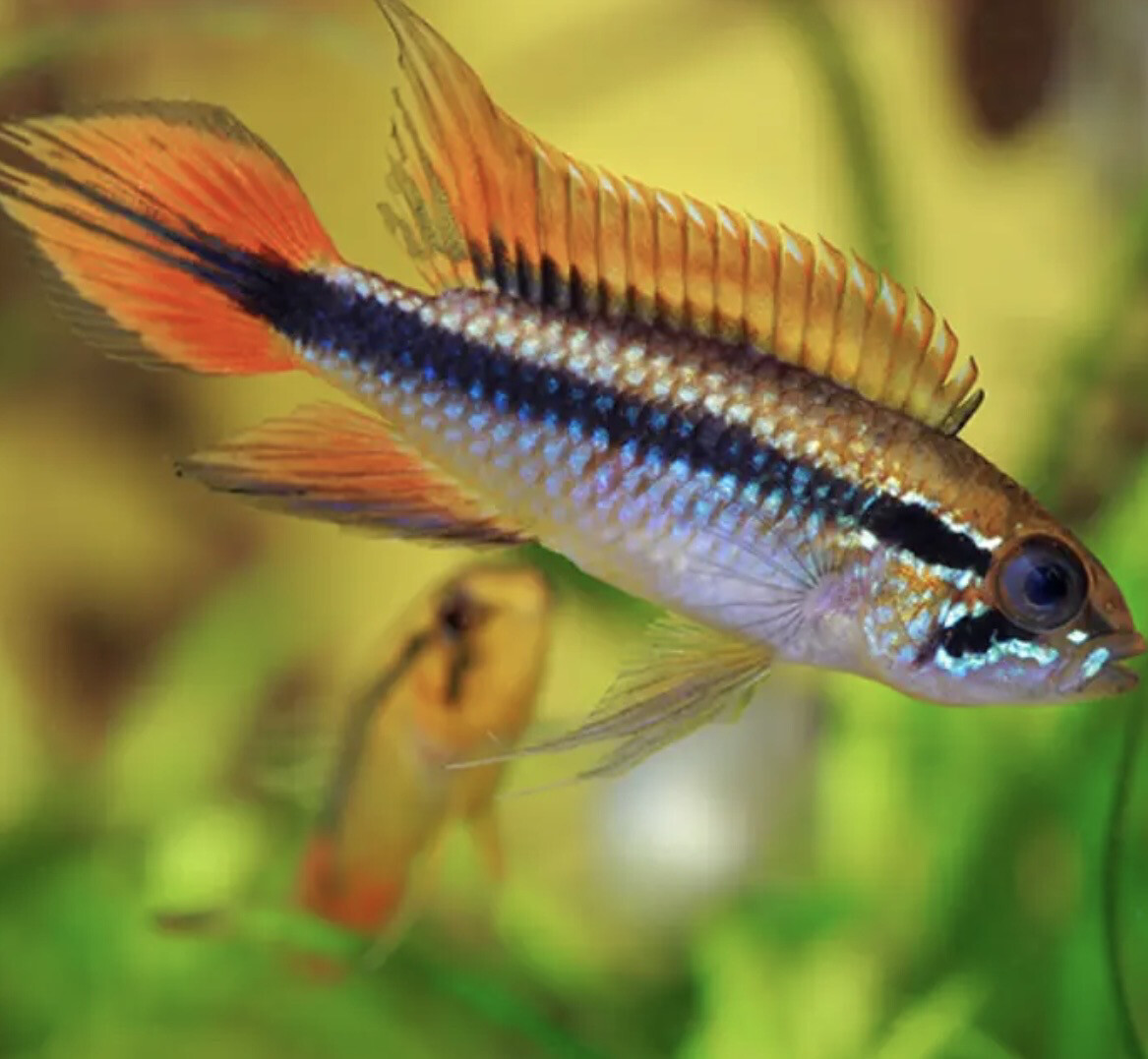 Apistrograma Agassizii Doble Rojo Pareja